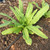 Chinese Sword Lettuce