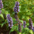 Korean Mint (Hyssop)