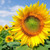 Tarahumara White Seeded Sunflower