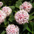 PomPom Tree - Dias cotonifolia
