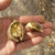 African Bubblegum Tree - Thespesia garckeana