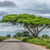 Umbrella Thorn Acacia - Vachellia tortilis