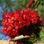 Weeping Boer-bean - Schotia brachypetala