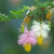 Kalahari Christmas Tree - Dichrostachys cinerea