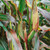 Japonica Striped Corn