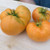 Amana Orange Tomato