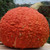 Hubbard Essex Red