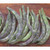 Albenga Bush Beans