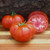 Original Beefsteak