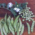 Greenfeast Peas