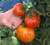 Hi Crimson Tomato