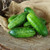 Parisian Pickling Cucumber