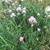 Chives