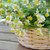 German Chamomile