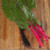 Flamingo Pink Swiss Chard