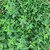 Greek Oregano