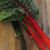 Red Rhubarb Swiss Chard