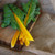 Orange Fantasia Swiss Chard