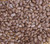 Epicure Pole Bean