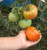 Nepal Tomato