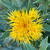 Safflower (Poor man's Saffron)