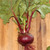Early Wonder Beet