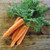 Nantes Carrot