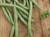 Blue Lake Pole Beans