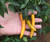 Golden Cayenne