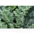 Dwarf Siberian Kale