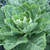 Georgia Southern Collards (Borecole)