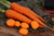 Kuroda Long Carrot