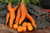Little Fingers Carrot