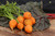 Thumbelina Carrot