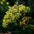 Anise