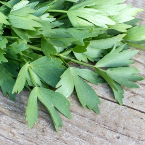 Lovage