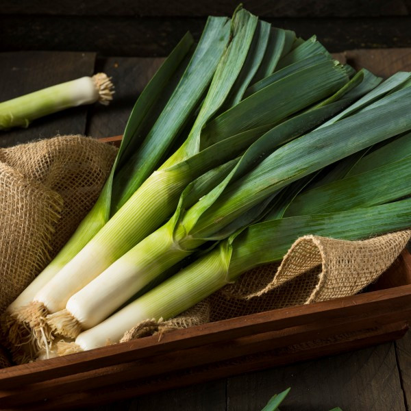 Dawn Giant Leek