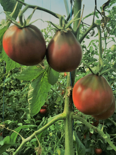 Japanese Black Trifele