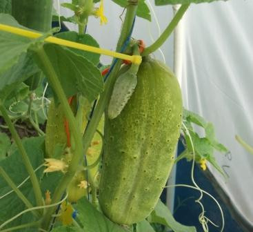 National Pickling Cucumber