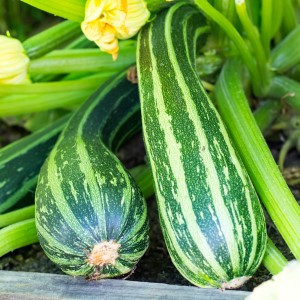 Cocozelle Zucchini