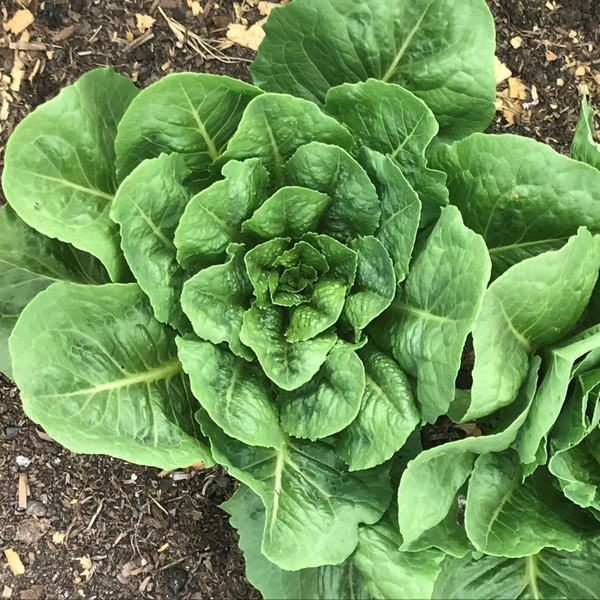 Parris Island Lettuce