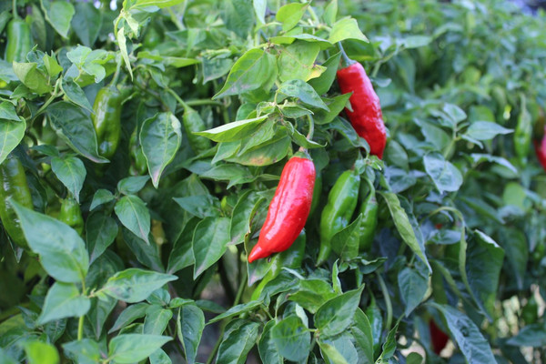 Aji Norteno
