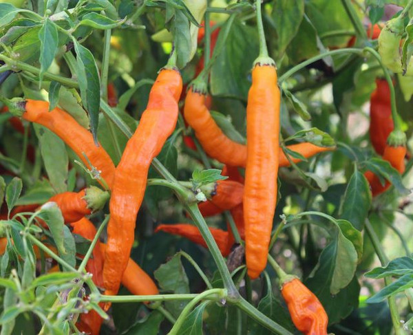 Sili-a-top