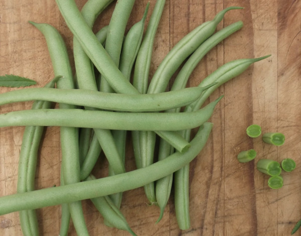 Blue Lake Bush Beans