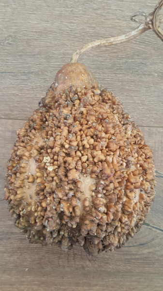 Leraka Gourd