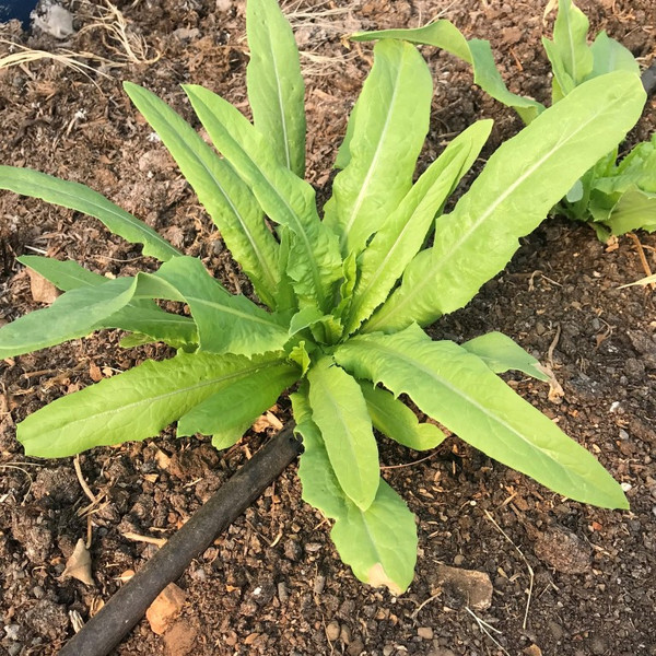 Chinese Sword Lettuce