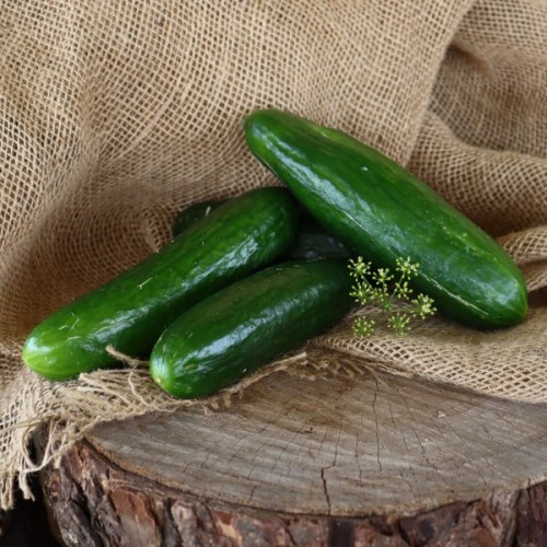 Tendergreen Burpless Cucumber