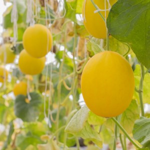 Vine Peach Melon - The Seedstead