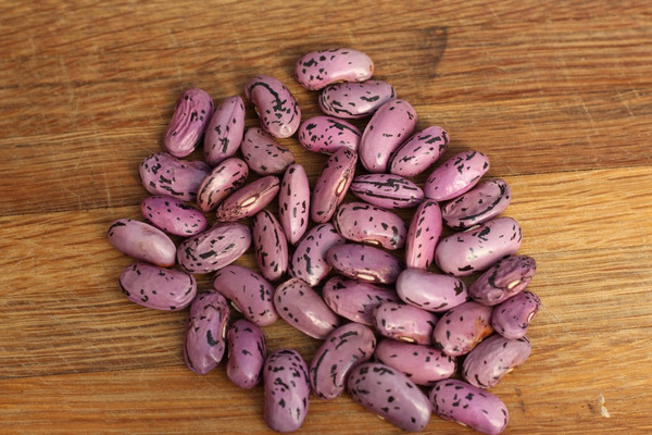 Munting's Purple Runner
