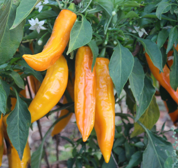 Golden Punt Paprika
